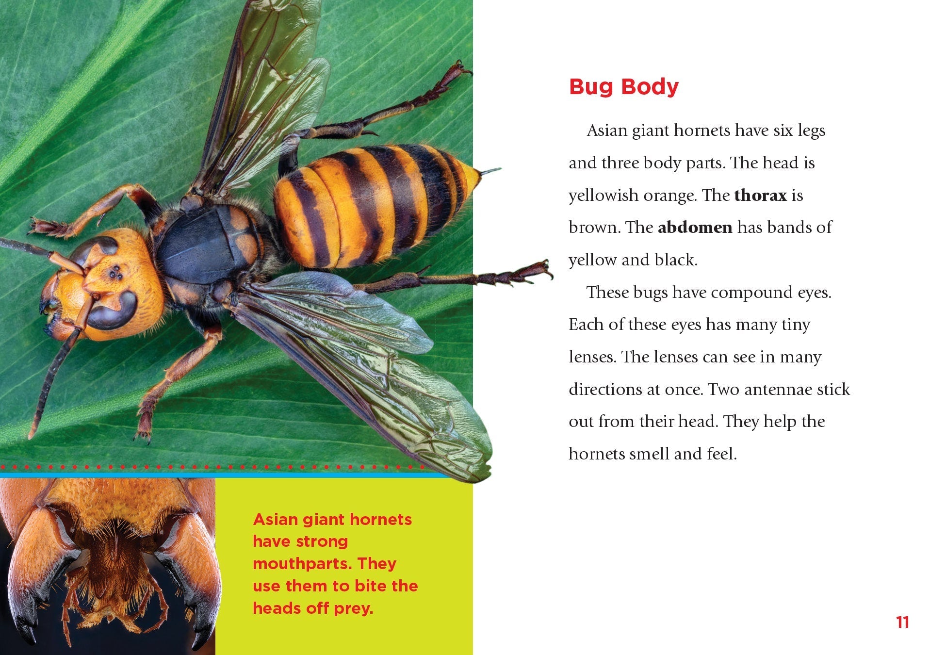 Asian Giant Hornets - Vespa Mandarinia - Largest Hornet Species for Pest Control & Research | Ideal for Entomology Study & Insect Collection