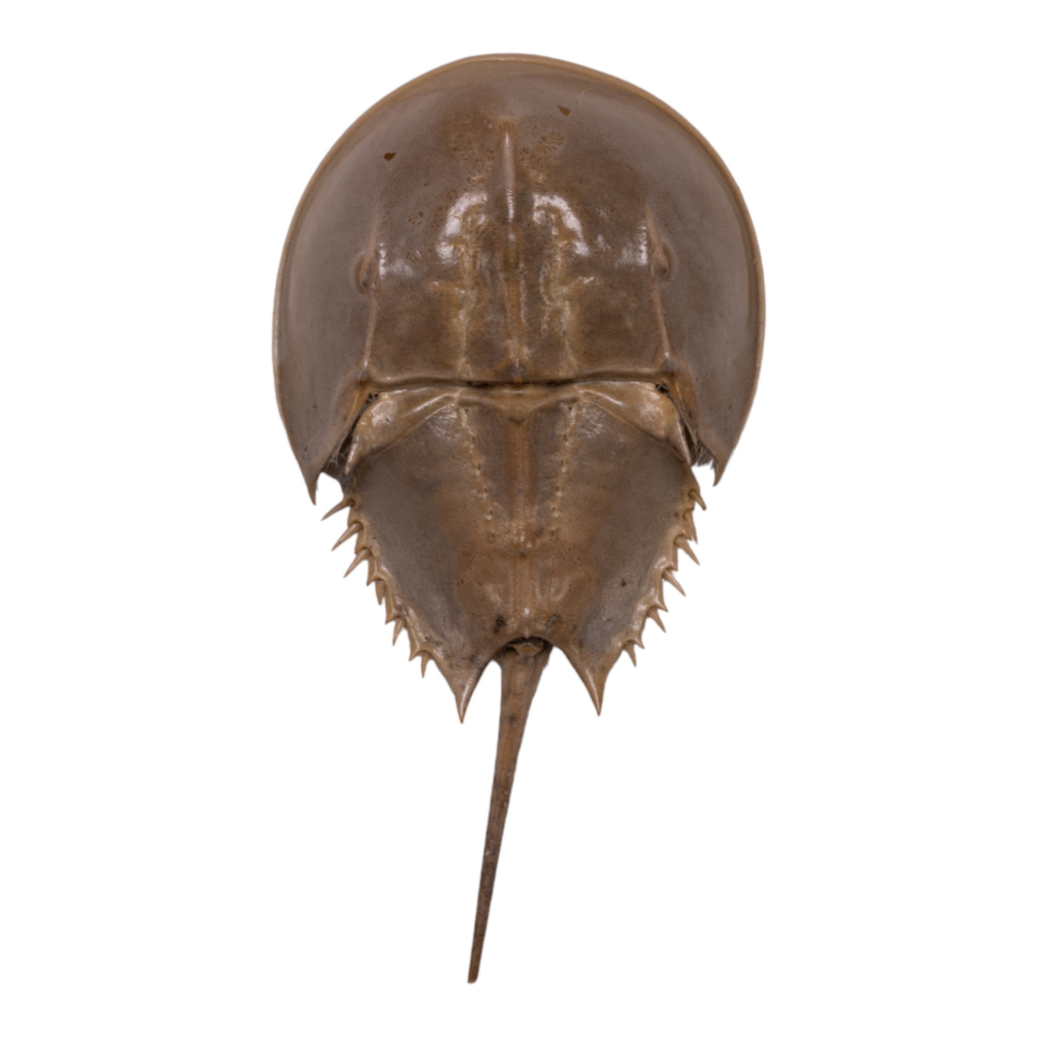Authentic Horseshoe Crab Molt - Natural Marine Specimen for Science, Education & Beach Decor | Perfect for Classroom, Aquarium & Coastal Home Decor