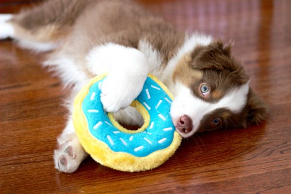 Zippy Donutz Blueberry Scented Plush Dog Toy with Squeaker - Soft & Chewable Puppy Teething Toy for Small & Medium Dogs - Interactive Play & Cuddle Companion