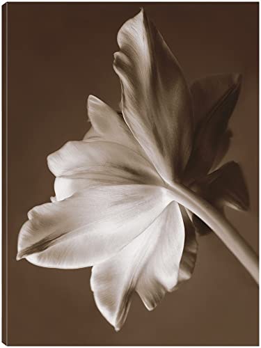 Moonglow Tulip