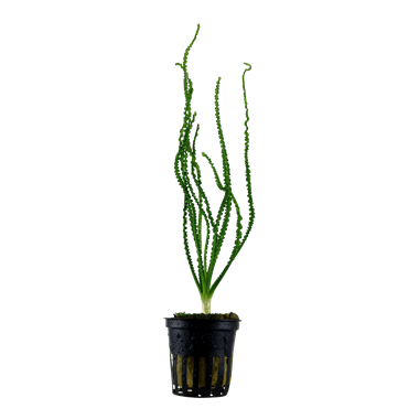 Dennerle Crinum Calamistratum - Live Aquarium Plant for Freshwater Fish Tanks, Easy Care & Low Light - Perfect for Aquascaping & Natural Habitat Setup