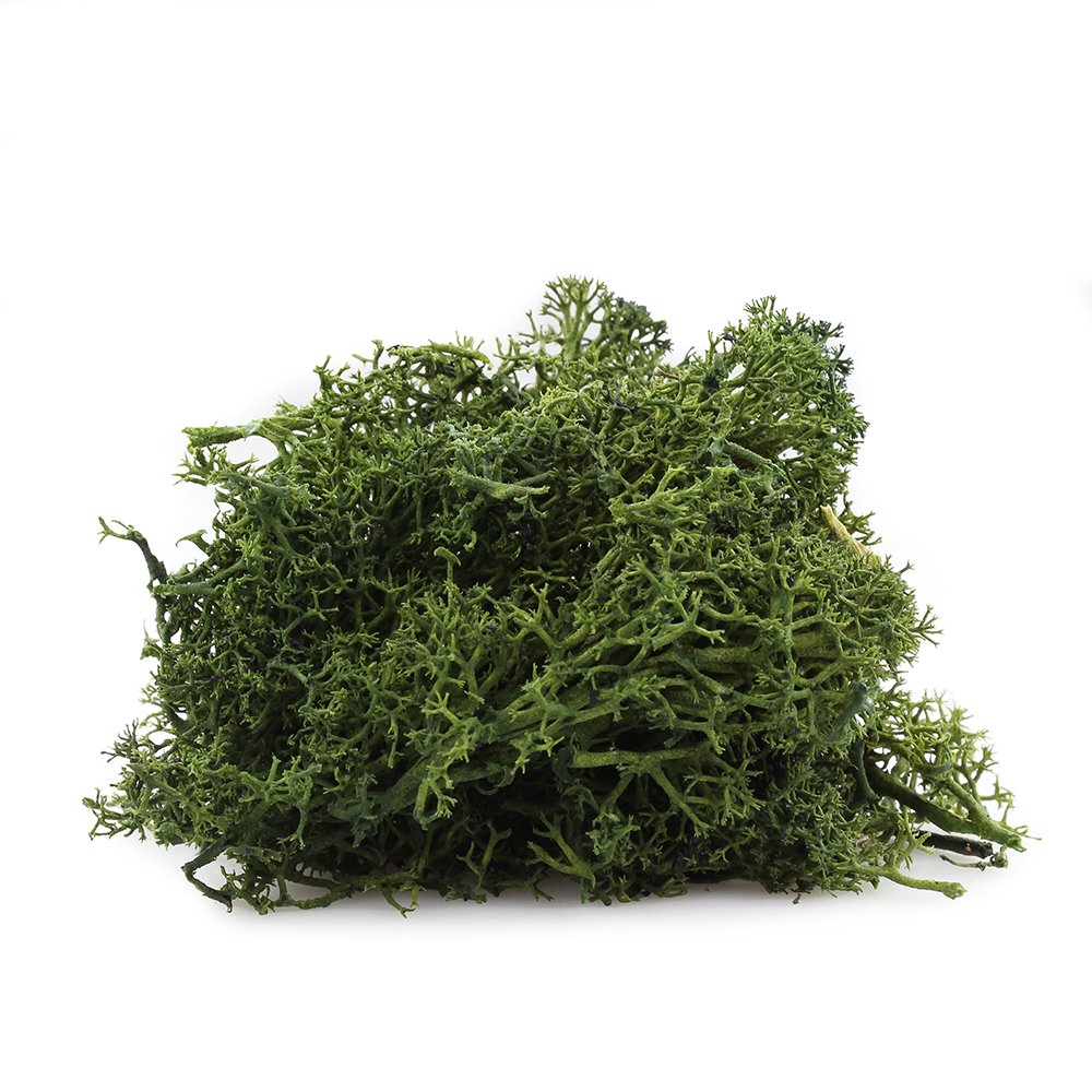 10 LB Bulk Preserved Reindeer Moss - Natural Forest Green Moss for Potted Plants, Terrariums, Fairy Gardens, DIY Crafts & Floral Decor | Indoor & Outdoor Use for Home Decor, Wedding Centerpieces & Landscape Design