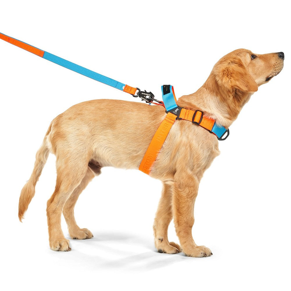 Earthtec Y Strap Dog Harness - Adjustable No-Pull Pet Vest for Small Medium Large Dogs - Perfect for Walking, Hiking & Outdoor Adventures