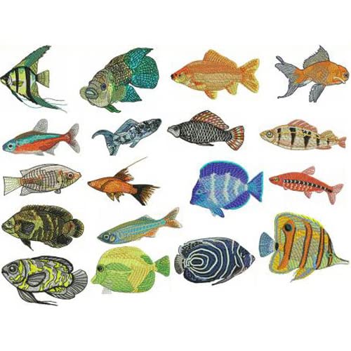 Tropical Fish1