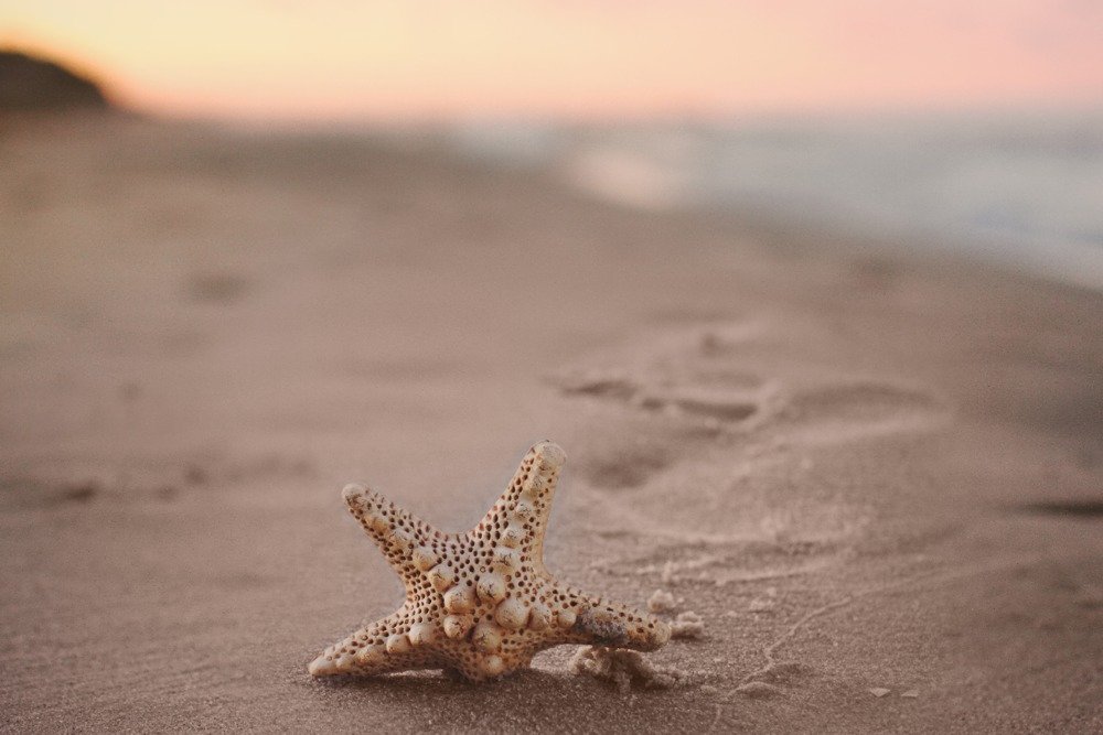 Starfish in Sand - 12x18 Inch Beach Wall Art Poster for Coastal Home Decor, Living Room, Bedroom & Bathroom | Ocean Theme Print for Nautical & Seaside Interior Design