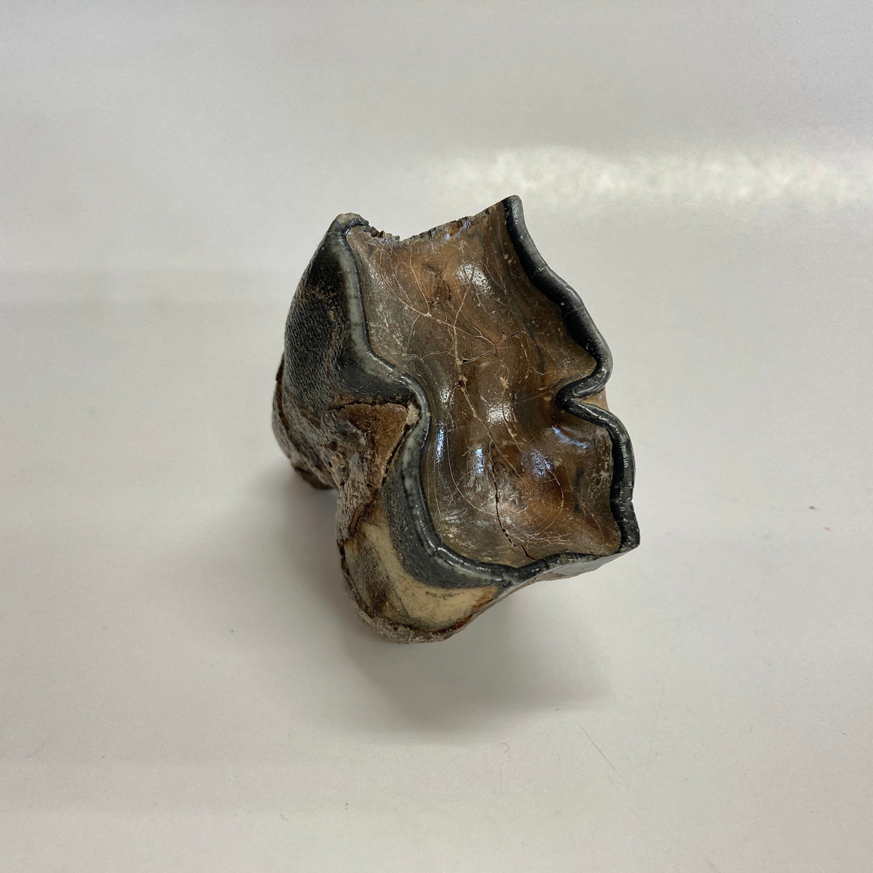 Authentic Woolly Rhinoceros Tooth Fossil - Rare Ice Age Collectible for Paleontology Enthusiasts & Home Decor Display