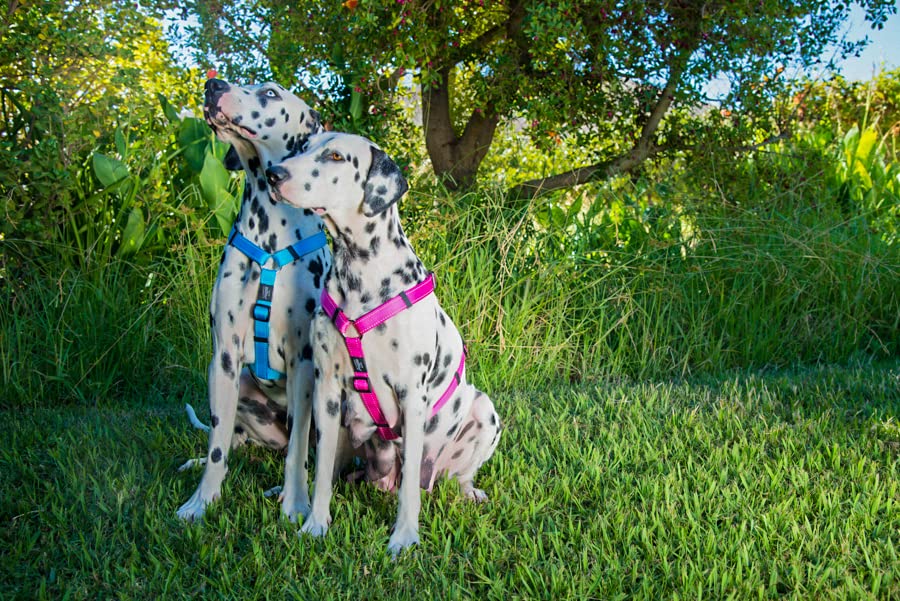 Reflective Adjustable Dog Harness for Extra Large Dogs - Heavy Duty Pet H Harness with Matching Collar & Leash, Black - Perfect for Night Walks, Jogging, and Outdoor Adventures