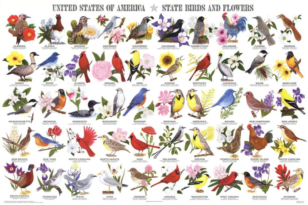 State Birds & Flowers Poster - USA Educational Wall Art for Home, Classroom & Office Decor - Perfect for Nature Lovers & Teachers