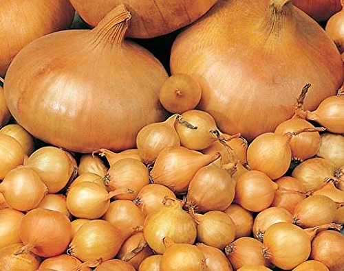 10 Sweet Yellow Rock Onion Sets - Non-GMO Bulbs for Home Gardening, Fresh Onion Growing Kit, Perfect for Soups, Salads & Cooking