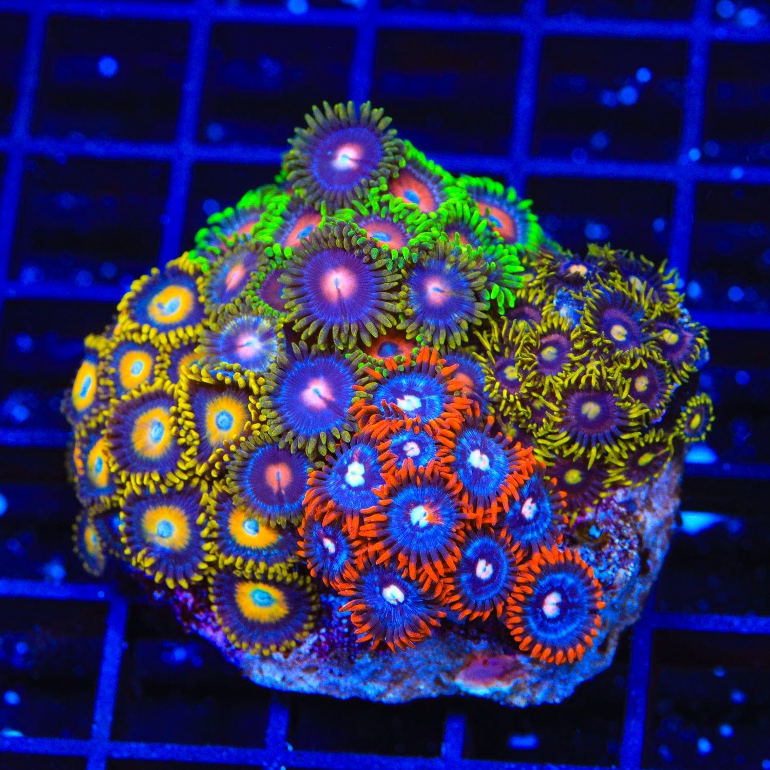 Premium Combo Zoanthid Colony Coral for Saltwater Aquariums - Vibrant Colors & Easy Care - Perfect for Reef Tanks & Marine Displays