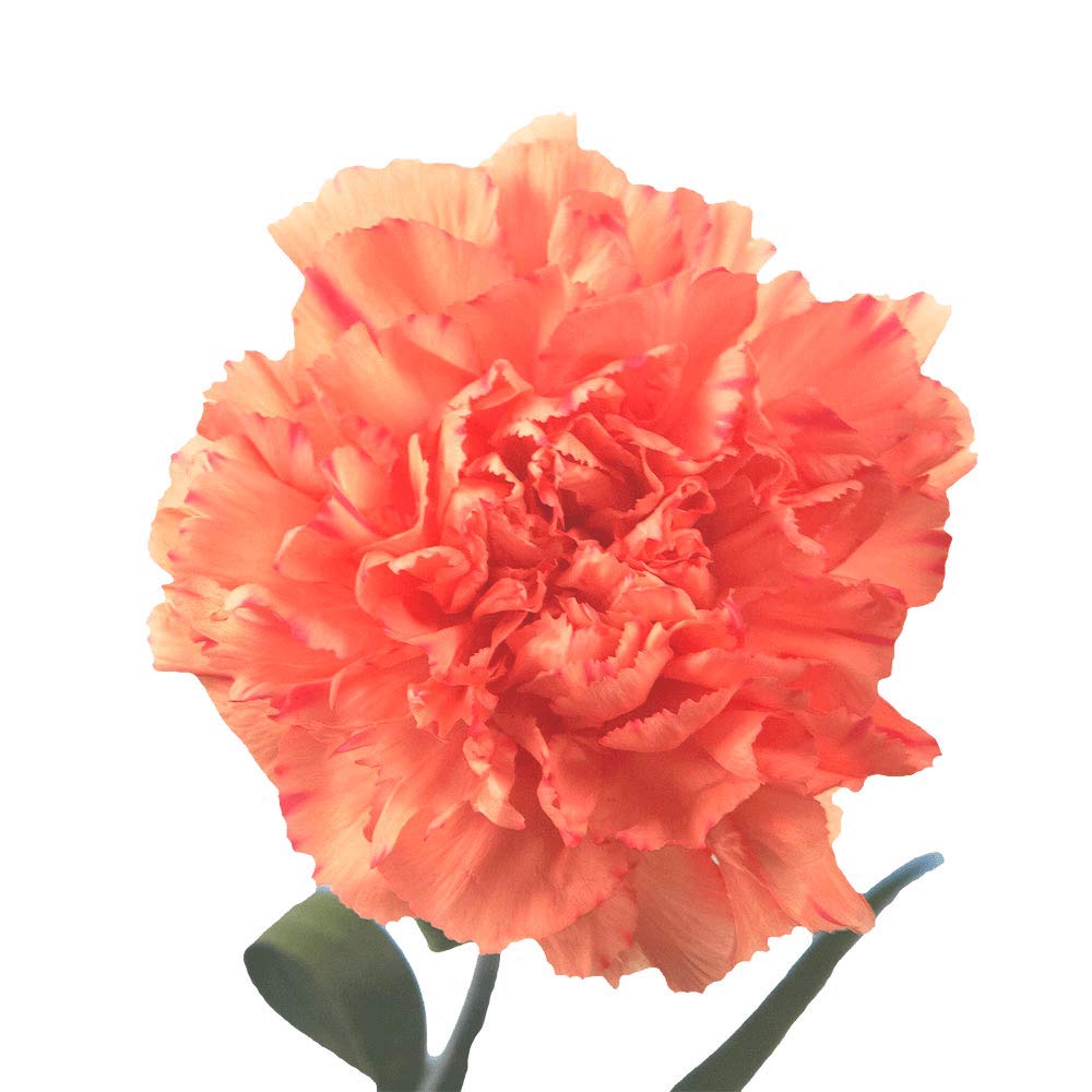 400 Fresh Cut Orange Carnations - Bulk Flowers for Mother's Day, Valentine's Day, Christmas, Anniversary, Birthday & Special Events - Long-Lasting Fresh Cut Stems for Bouquets, Centerpieces & Floral Arrangements