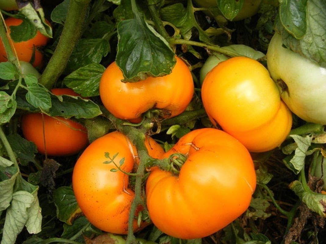 Premium Persimmon Fruit Seeds - Sweet & Flavorful (25 Seeds) for Home Garden, Organic Farming & Fresh Fruit Lovers