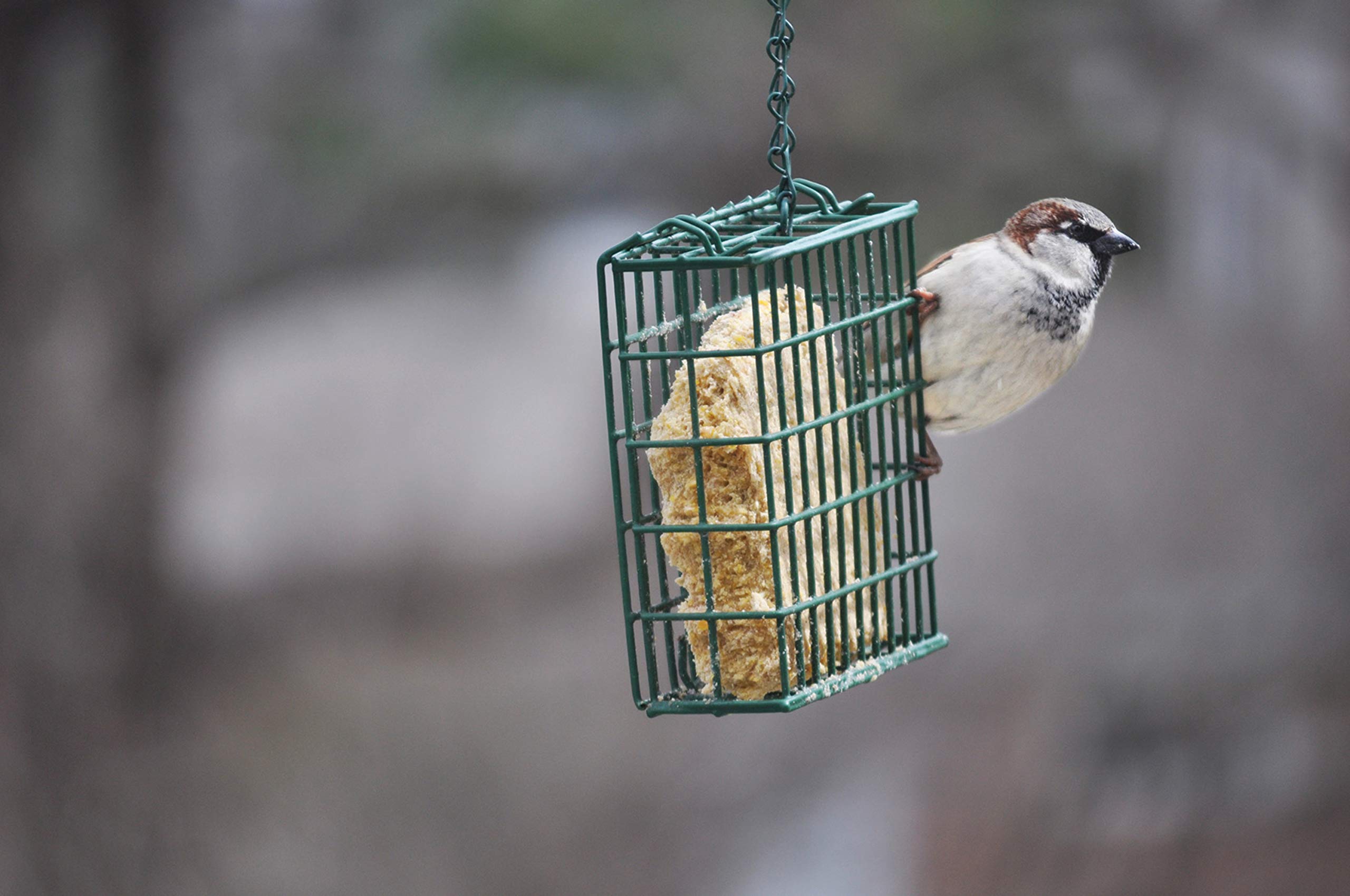 C&S Insect Delight No-Melt Suet Dough - High Energy Bird Food for Woodpeckers & Wild Birds - Perfect for Backyard Bird Feeders in Winter & Cold Weather