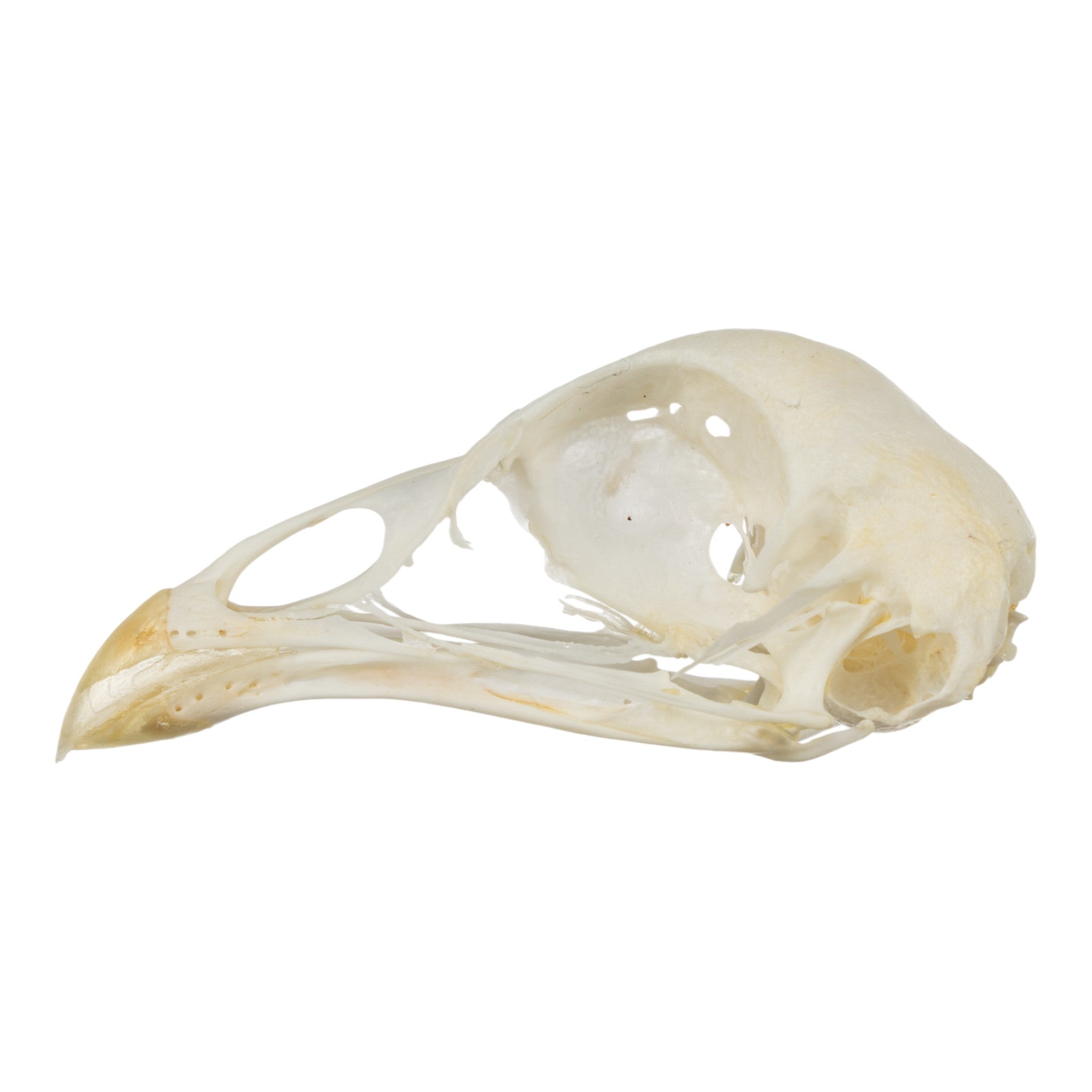 Real Pheasant Skeleton Disarticulated - Premium Quality Bird Bones for Science, Education & Taxidermy Use