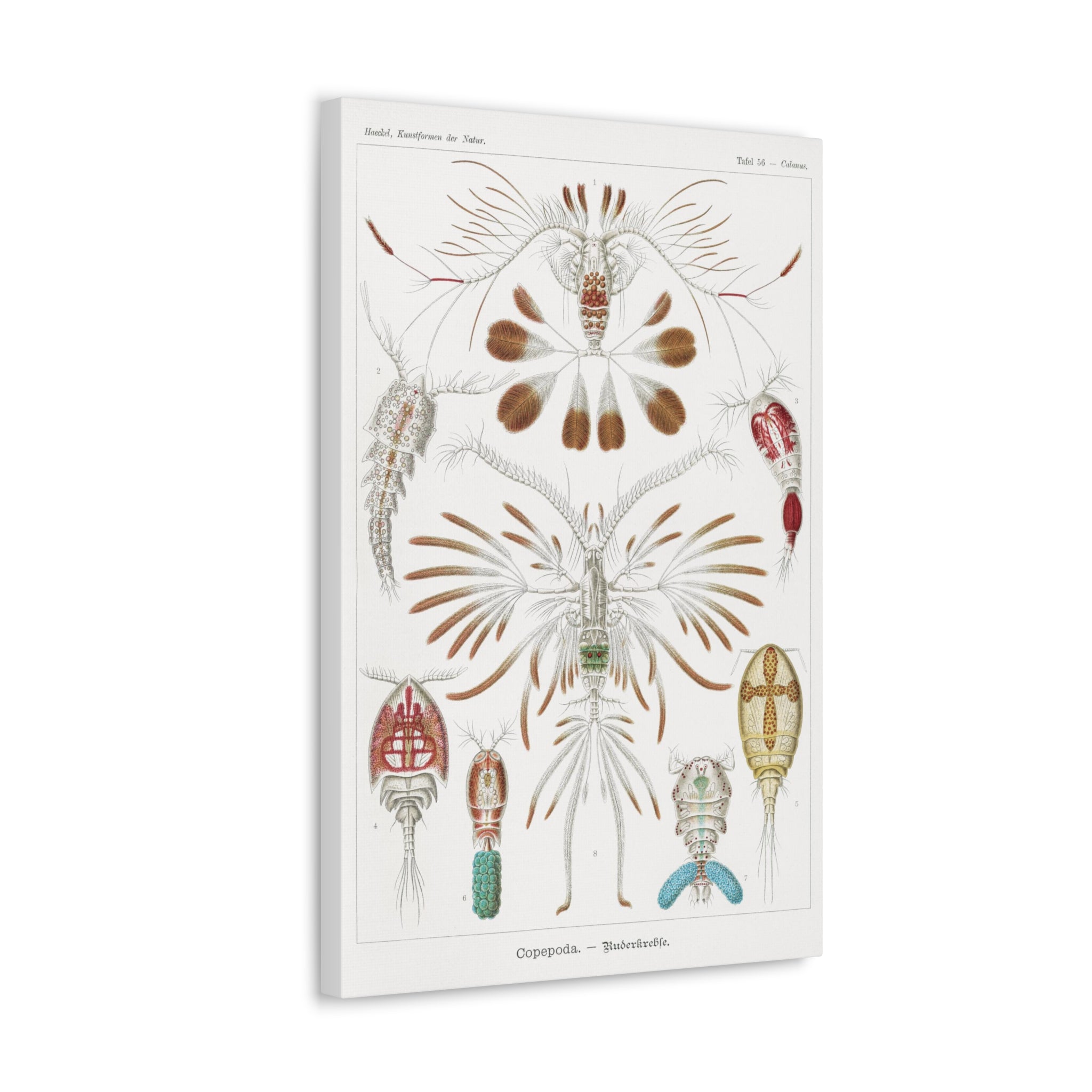 Copepoda Ruderkrebse by Ernst Haeckel - Premium Canvas Art Print for Home & Office Decor | Marine Biology Wall Art | Scientific Illustration Gift