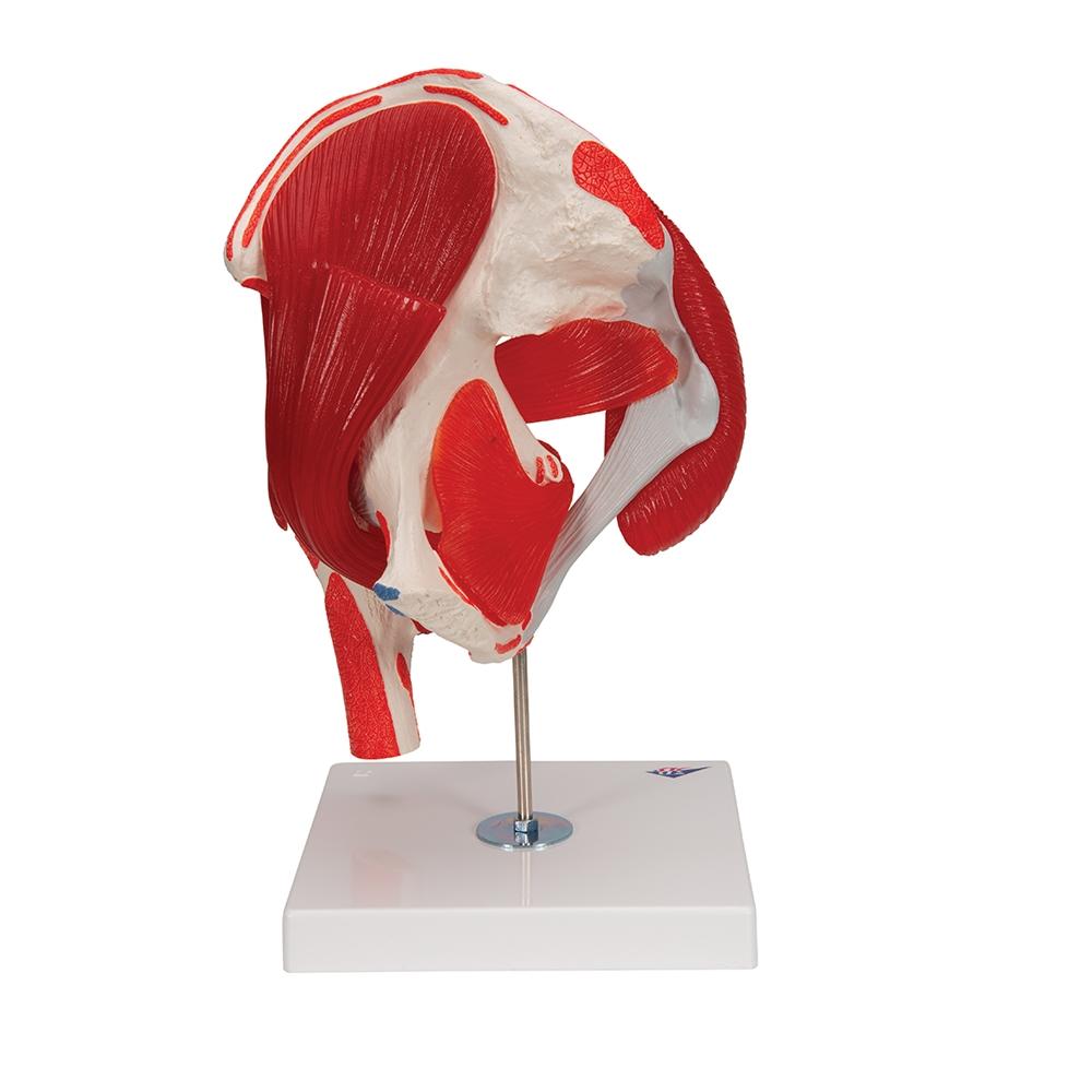 7-Part Hip Joint Model with Muscles - Anatomical Educational Tool for Medical Students, Doctors, and Physical Therapists - Perfect for Classroom, Lab, and Clinical Demonstrations