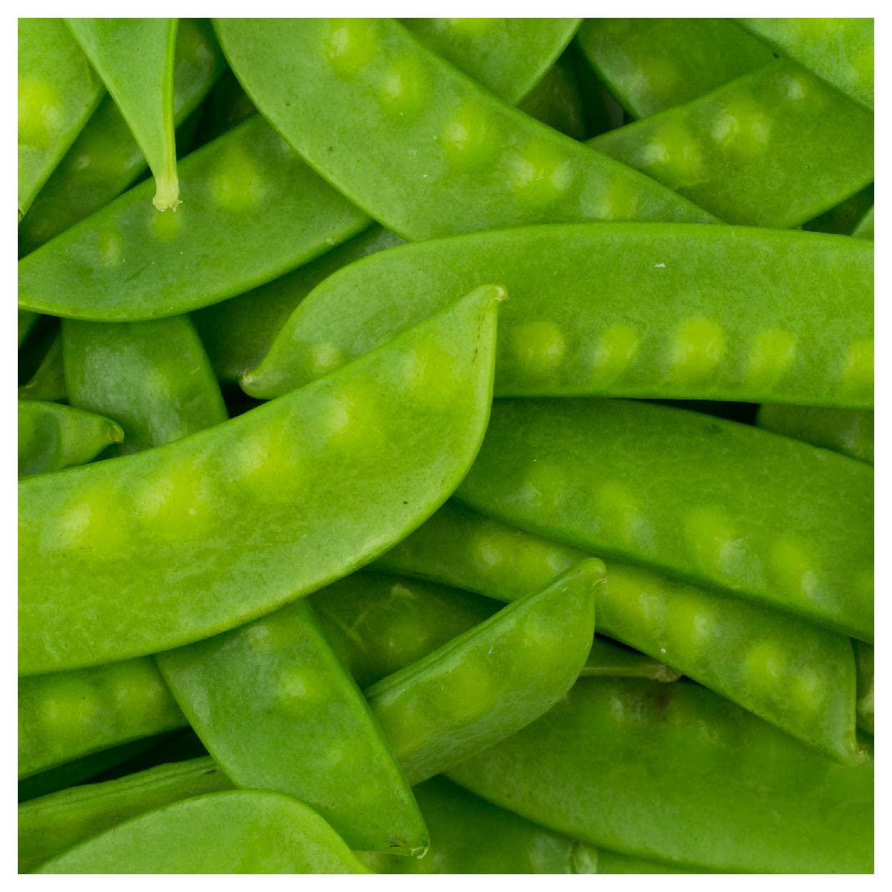 Everwilde Farms - 100 Oregon Sugar Pod II Pea Seeds - Non-GMO, Heirloom, Gold Vault Jumbo Seed Packet for Home Gardening, Vegetable Planting & Fresh Salads