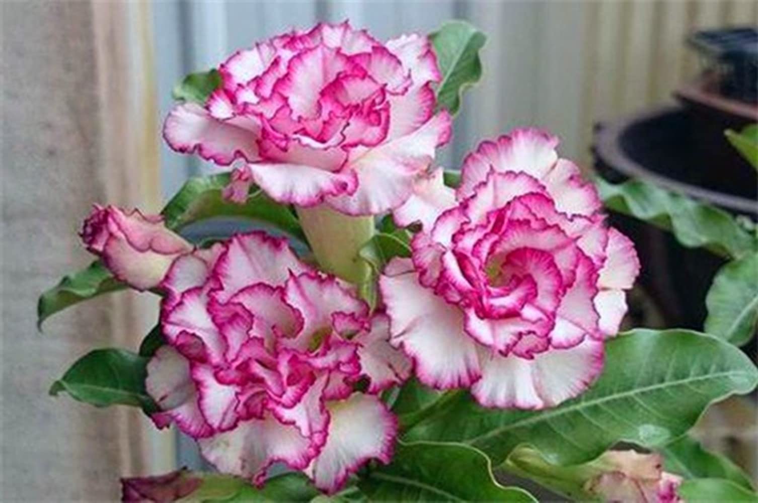 Desert Rose Tubers (Adenium obesum) - Perennial Flowering Plant for Pots, Year-Round Planting, Easy to Grow - 1 Bulb - Perfect for Home Gardens, Office Decor & Unique Plant Gifts