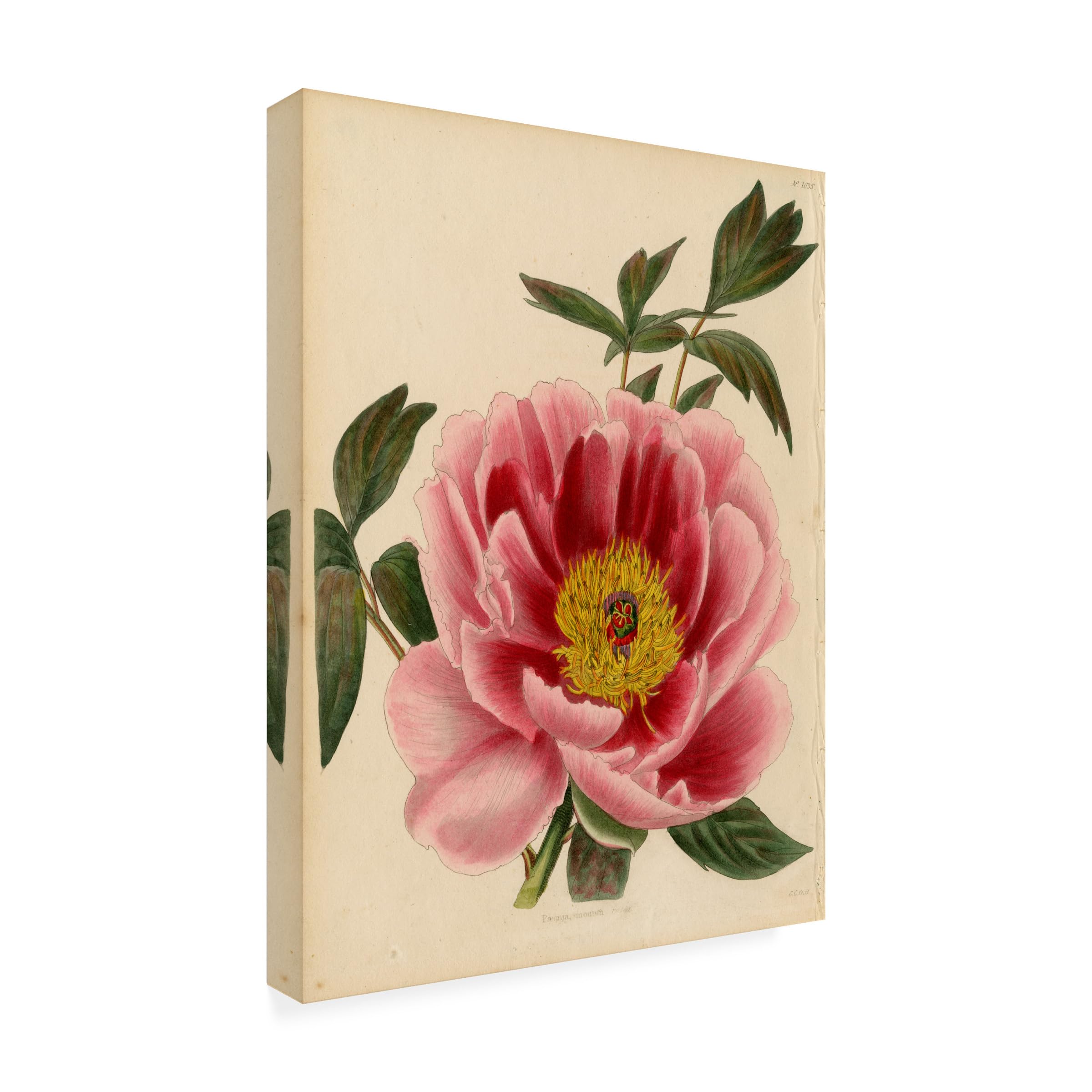 Trademark Fine Art 'Paeonia Montan' Floral Canvas Wall Art Print by Art Licensing Studio - Perfect for Living Room, Bedroom & Office Decor