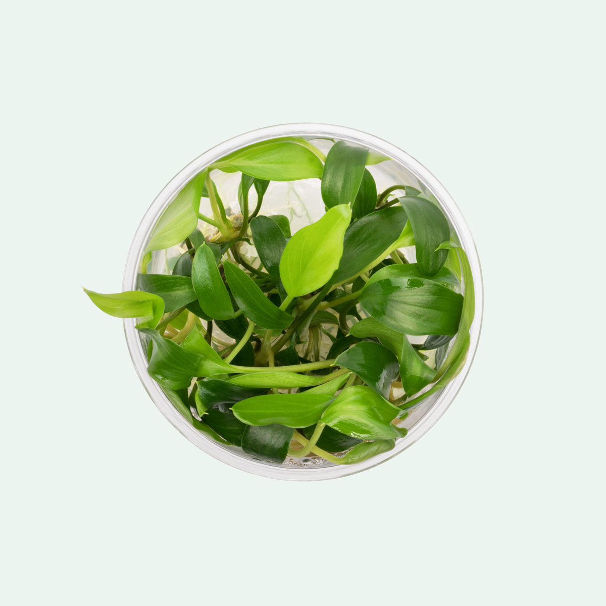 Homalomena Sekadau South - Rare Tropical Houseplant for Indoor Decor, Low Light & Air Purifying - Perfect for Home, Office & Living Spaces