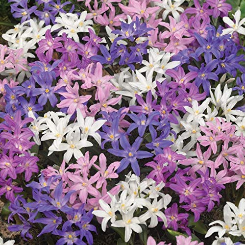PRE-Order Spring Flowering Mixed Bulbs - Chionodoxa (Glory of The Snow) | Early Blooming Perennial Flowers for Garden Borders, Rock Gardens & Naturalizing Landscapes