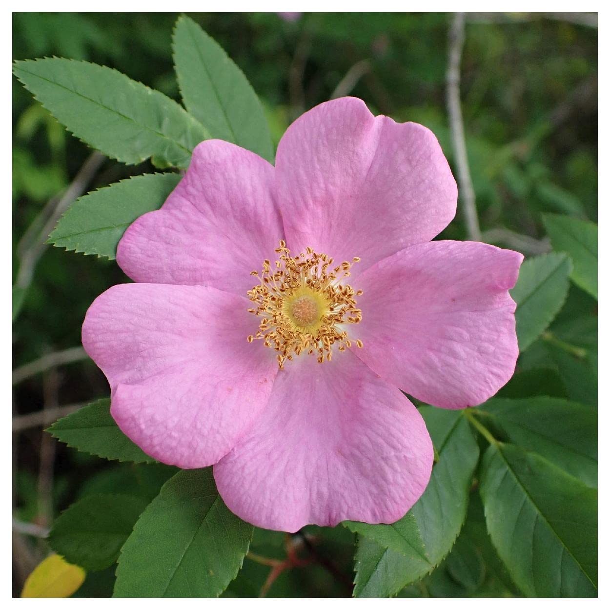 Everwilde Farms - 100 Swamp Rose Native Wildflower Seeds - Gold Vault Jumbo Seed Packet for Garden, Landscaping & Pollinator-Friendly Planting