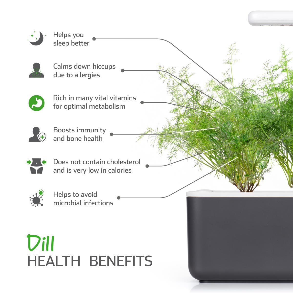 Click and Grow Smart Garden Dill Plant Pods - 3 Pack Indoor Herb Kit for Fresh Cooking, Home Gardening & Kitchen Decor | Easy Hydroponic Growing System for Beginners