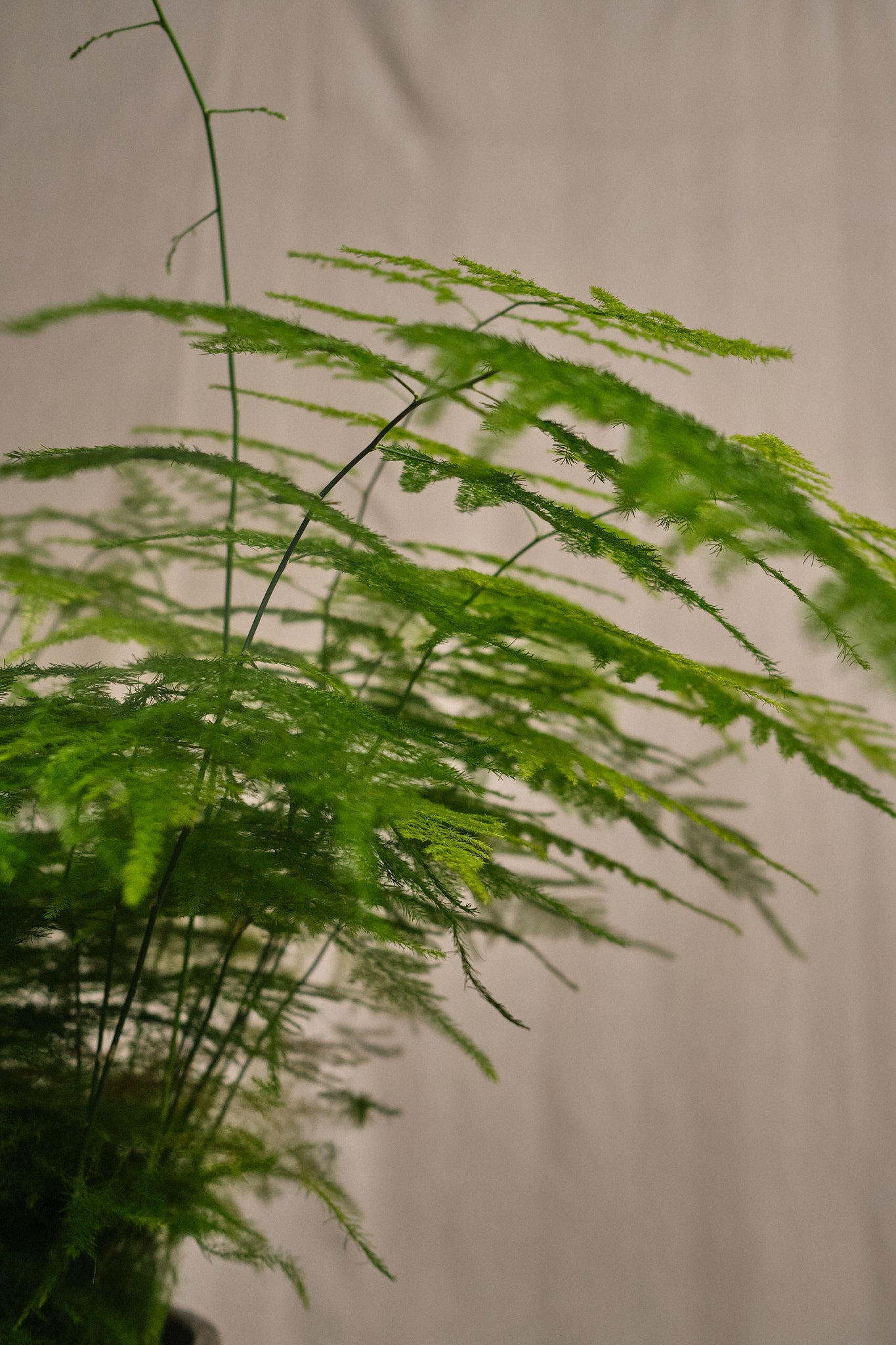 Buy Asparagus Setaceus Fern - Lush Green Indoor Houseplant for Home & Office Decor | Perfect for Living Rooms, Bedrooms, and Balconies