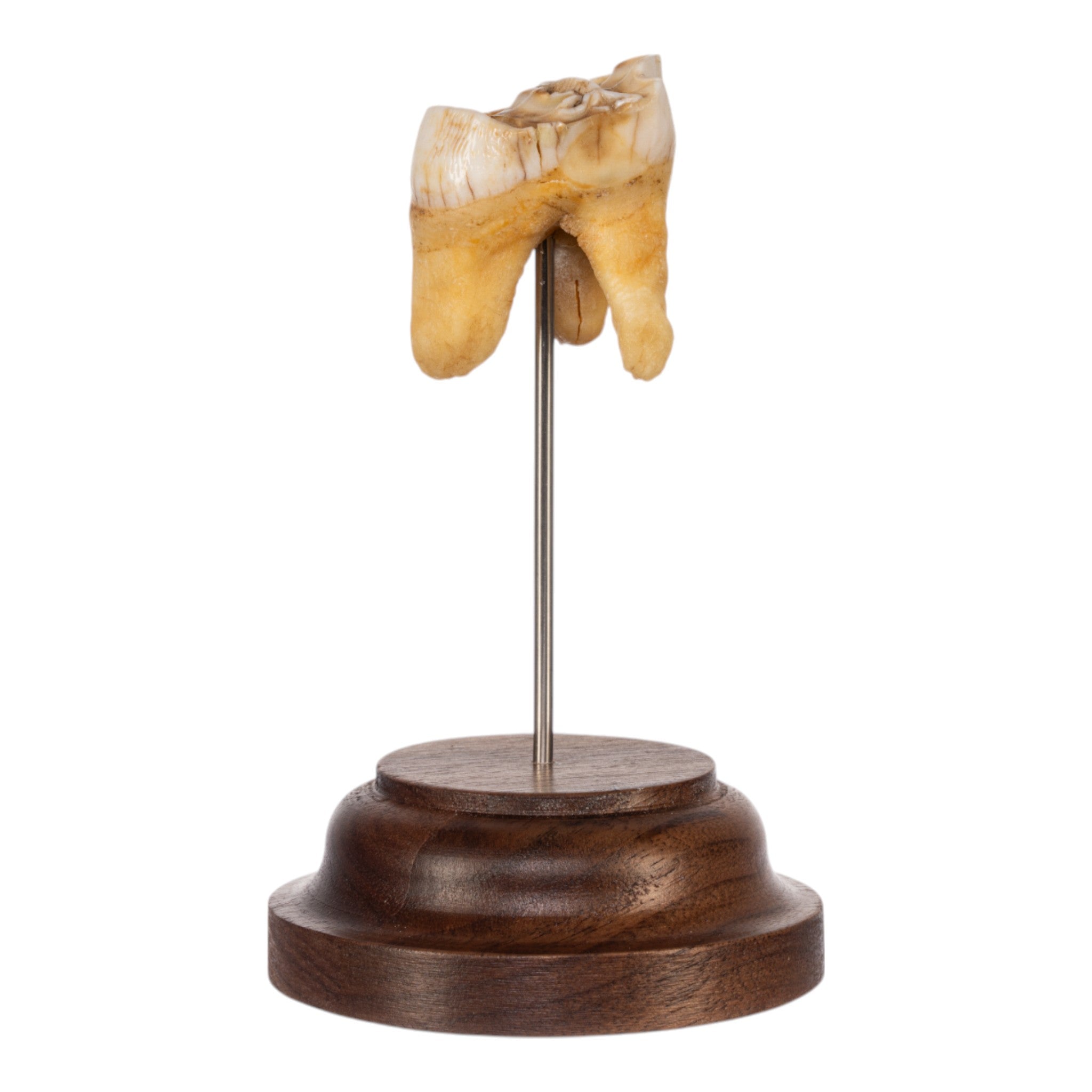 Authentic Southern Giraffe Tooth Specimen on Display Stand - Perfect for Home Decor, Taxidermy Collections & Natural History Displays