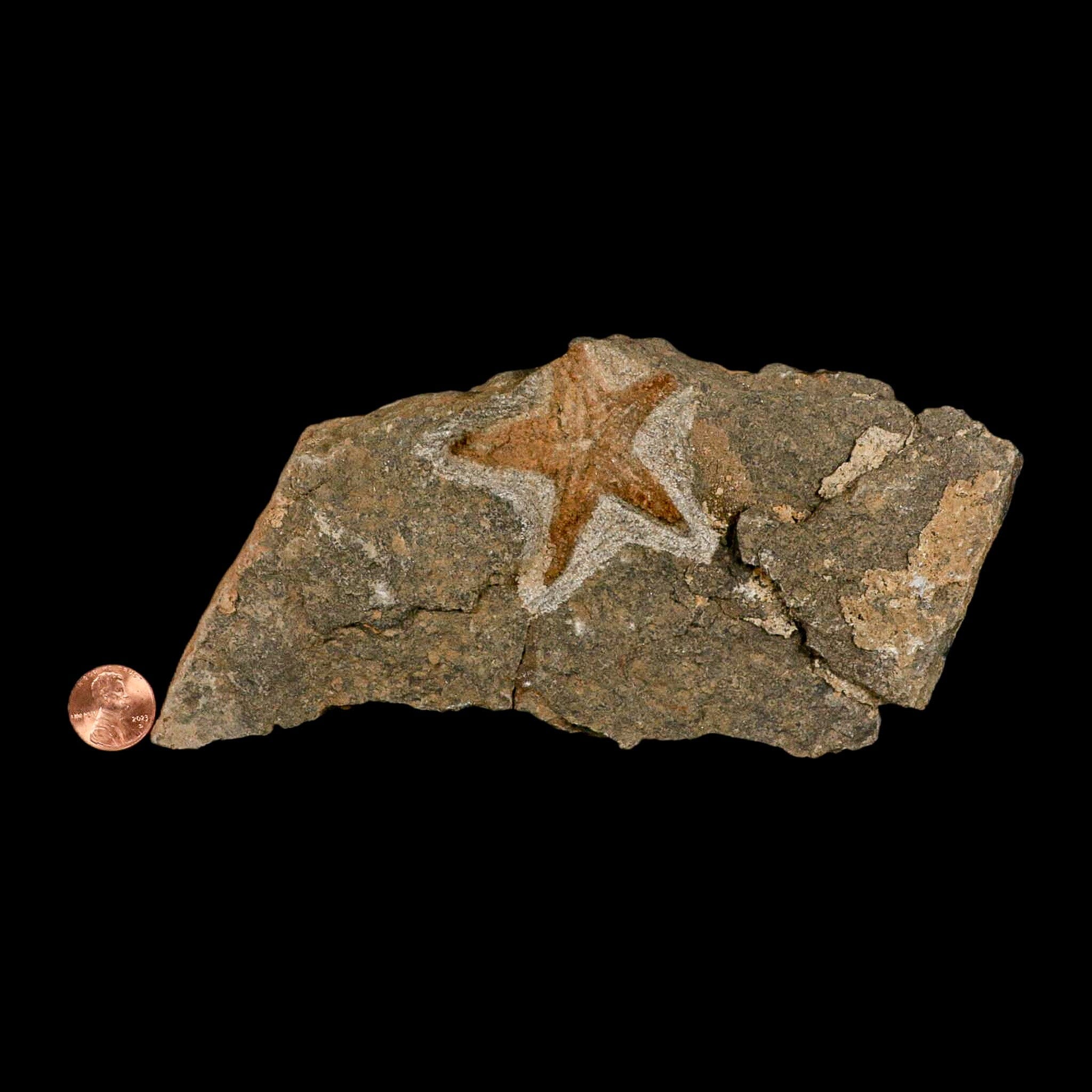 53MM Brittlestar Petraster Starfish Fossil - Ordovician Age, Blekus Morocco - Authentic COA Included - Perfect for Collectors, Home Decor & Educational Displays