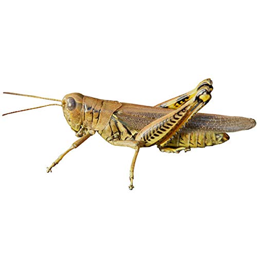 Grasshopper Design 2 Vinyl Decal Sticker - 4.5