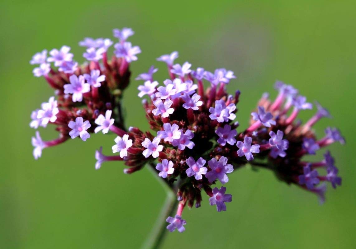 25 Deep Lilac Flower Seeds - Showy Purple Blooms for Garden Borders, Landscaping & Cut Flower Arrangements