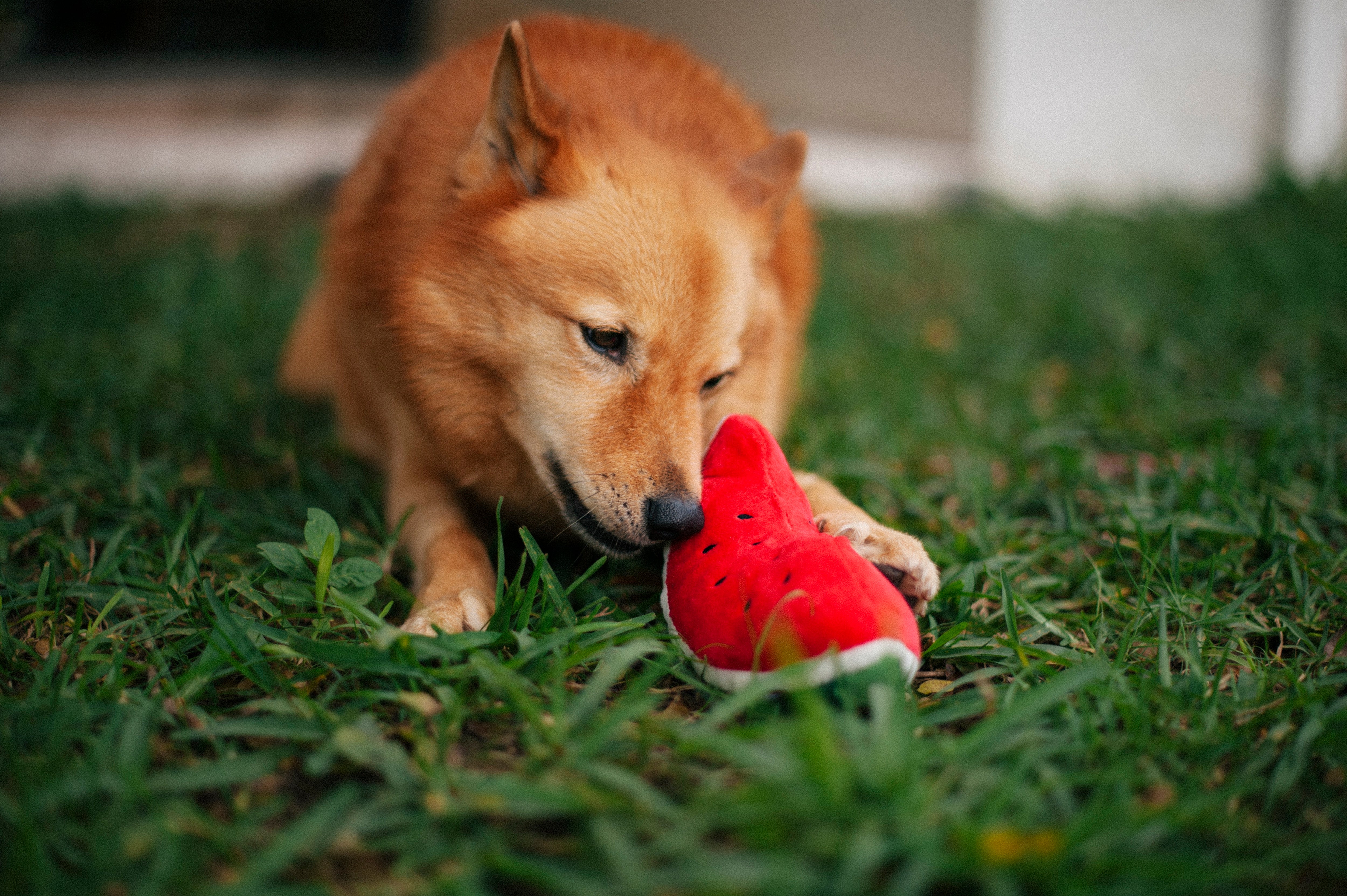 Tropical Paradise™ Watermelon Dog Plush Toy - Durable & Fun Chew Toy for Small & Large Dogs | Perfect for Playtime, Training & Cuddling | Pet P.L.A.Y.