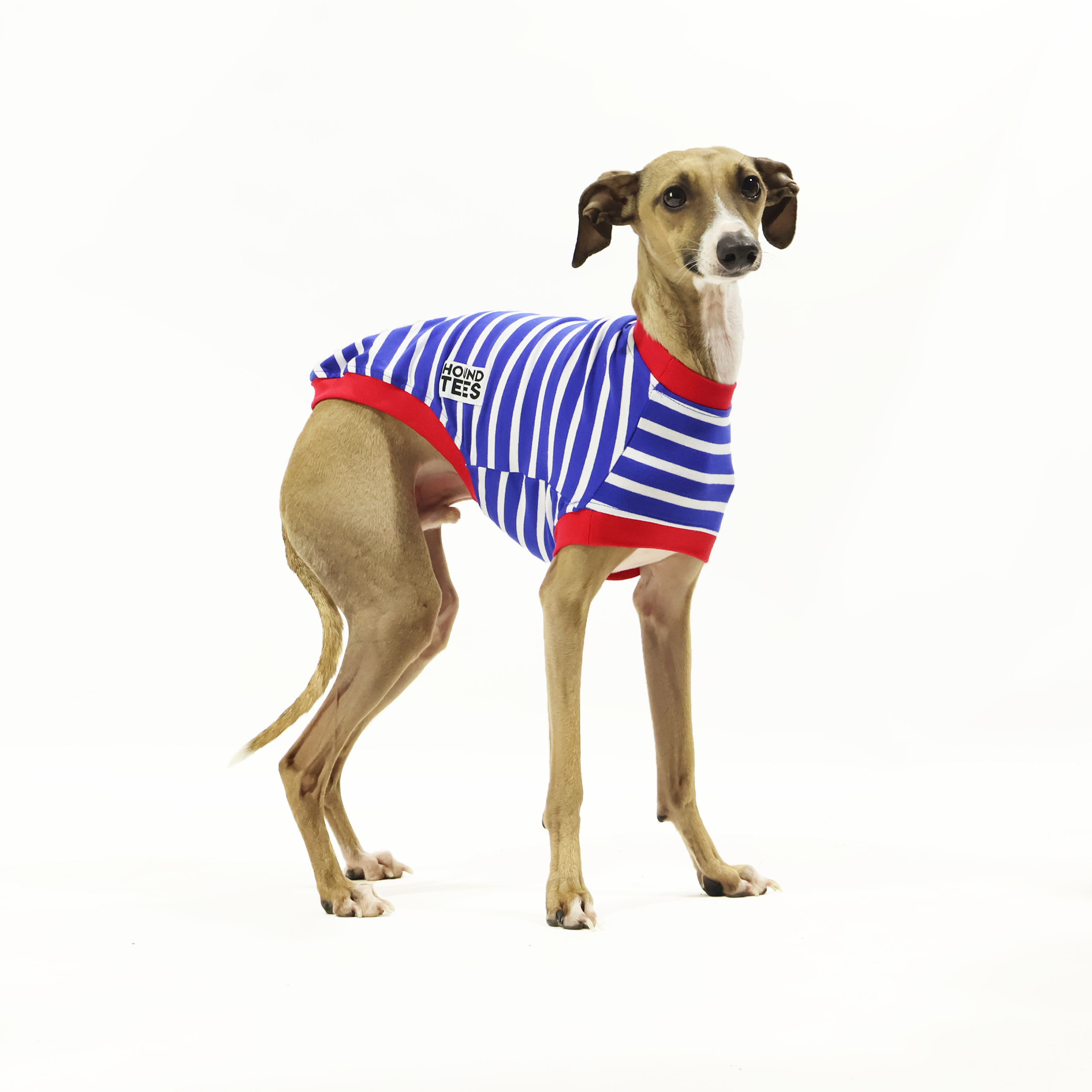 Blue Breton Italian Greyhound Sleeveless Hound Tee - Trendy Dog Lover T-Shirt for Casual Wear & Pet Events