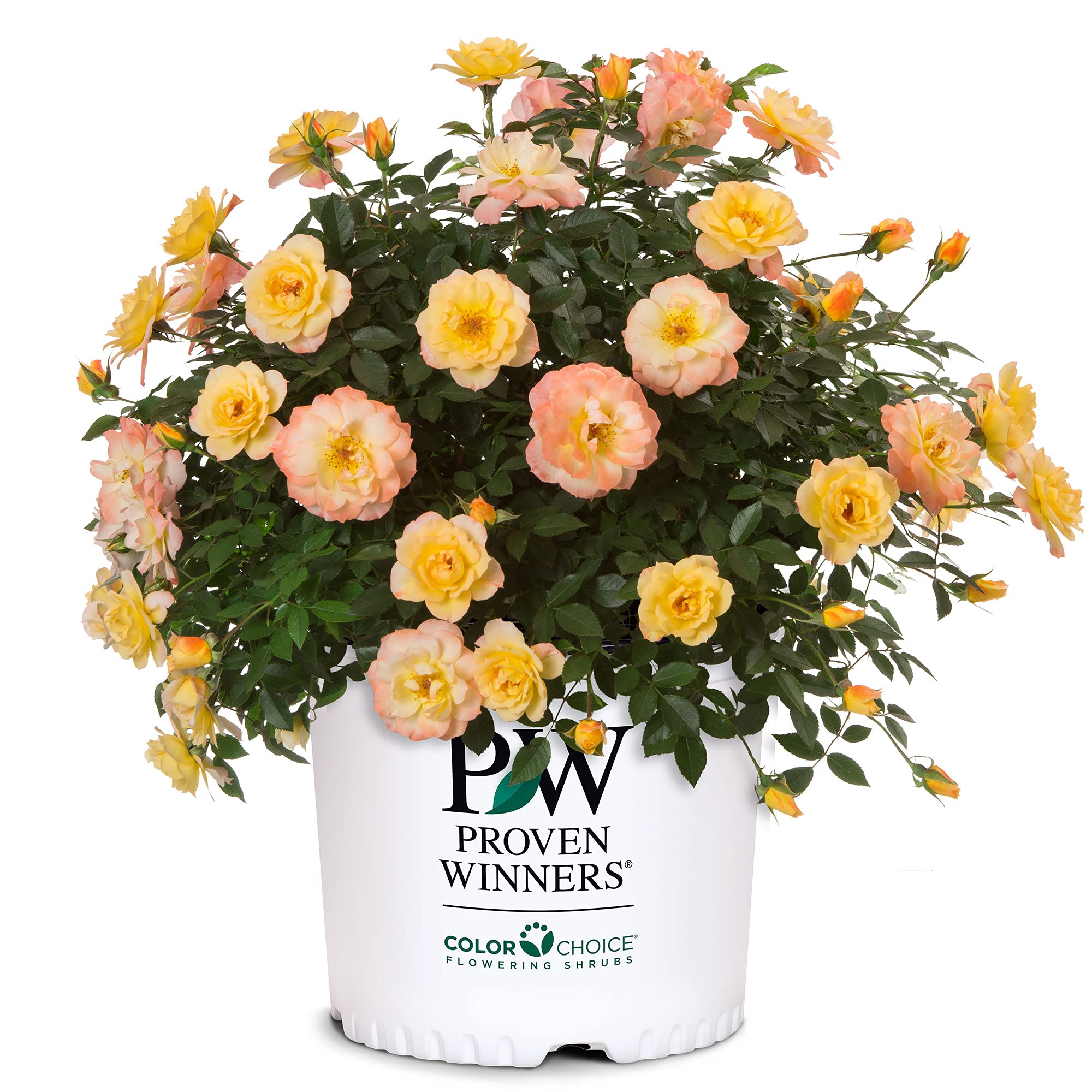 Proven Winners Rose OSO Easy Italian Ice - 2 Gallon Shrub for Vibrant Gardens | Perfect for Landscaping, Borders & Container Planting
