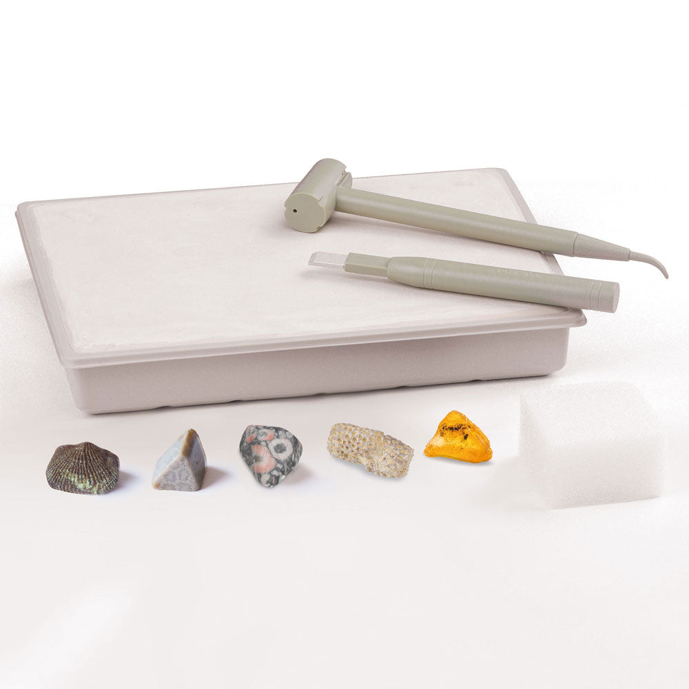 I Dig It! Real Fossils Excavation Kit - STEM Educational Toy for Kids, Dinosaur Fossil Digging Kit for Science Learning & Archaeology Exploration - Perfect for Classroom, Birthday Gifts & Science Projects