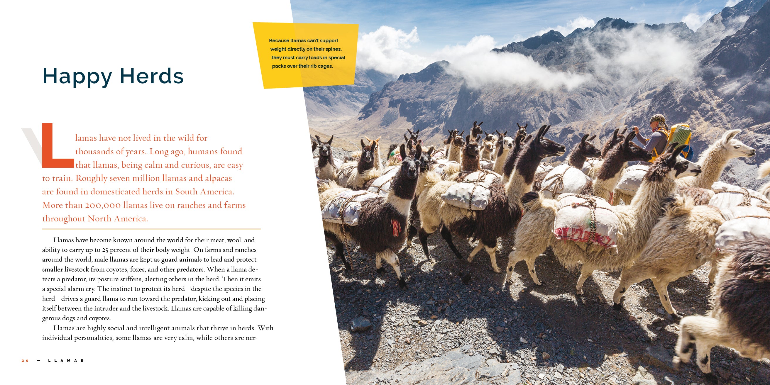 Llamas: A Fascinating Animal Guide Book (ISBN 9781640267916) - Perfect for Animal Lovers, Kids Education & Nature Enthusiasts