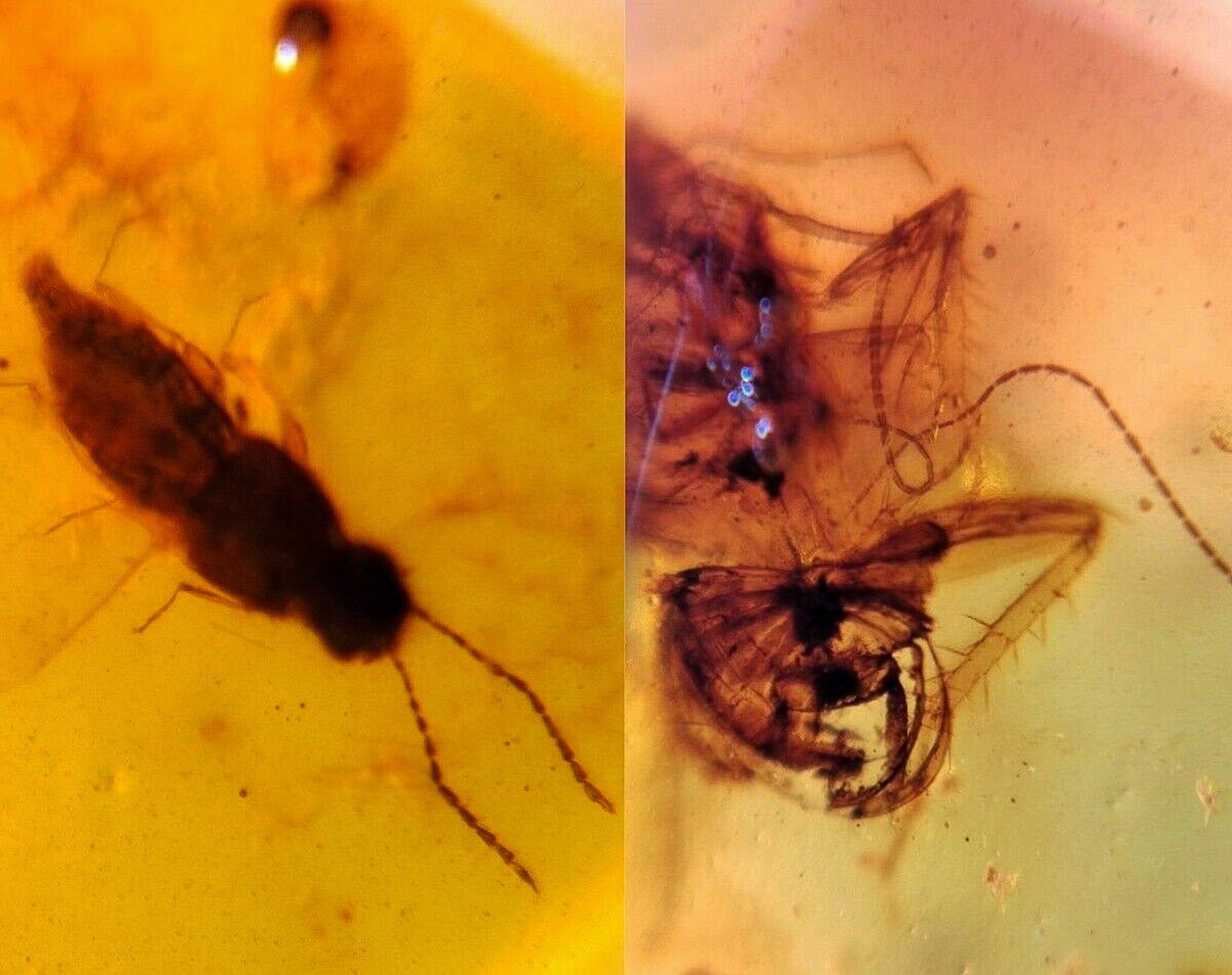 Authentic Burmese Insect Amber Fossil - Rove Beetle & Roach in Burmite from Cretaceous Dinosaur Era | Rare Collector's Specimen for Science Education & Home Decor