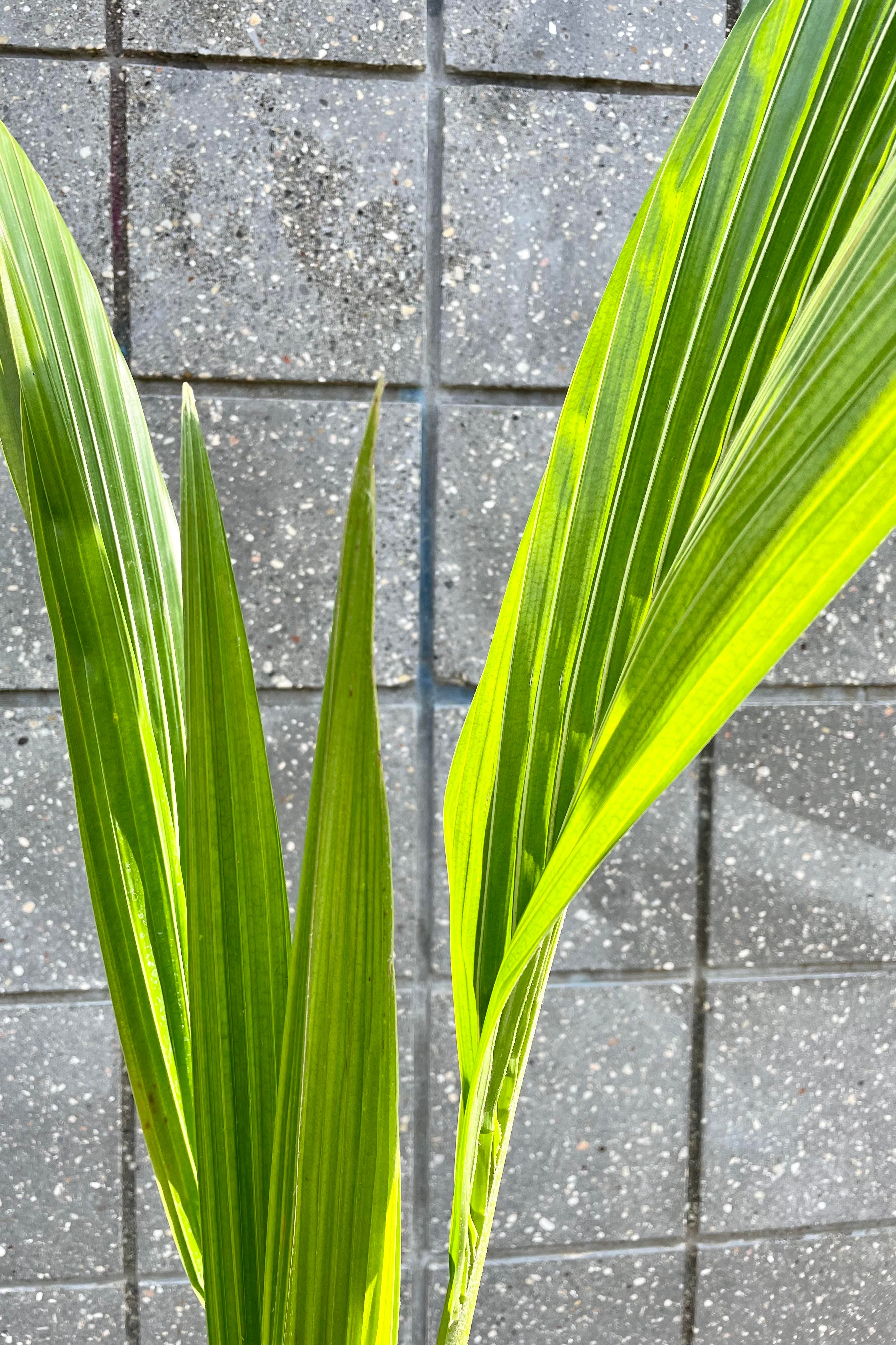 Organic Coconut Palm (Cocos nucifera) - 10 Pack Fresh Coconuts for Cooking, Hydration & Tropical Decor | Perfect for Smoothies, Baking & Beach-Themed Parties