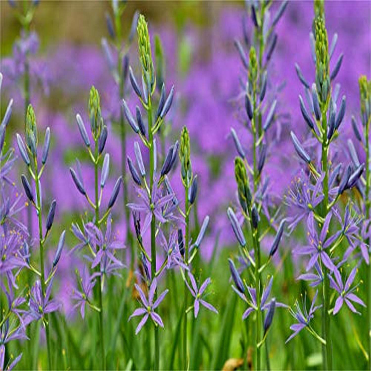 24x18 Camas Along Bell's Run Creek Photo Print - Chanticleer Garden Wayne Pennsylvania Wall Art Decor for Living Room, Bedroom & Office