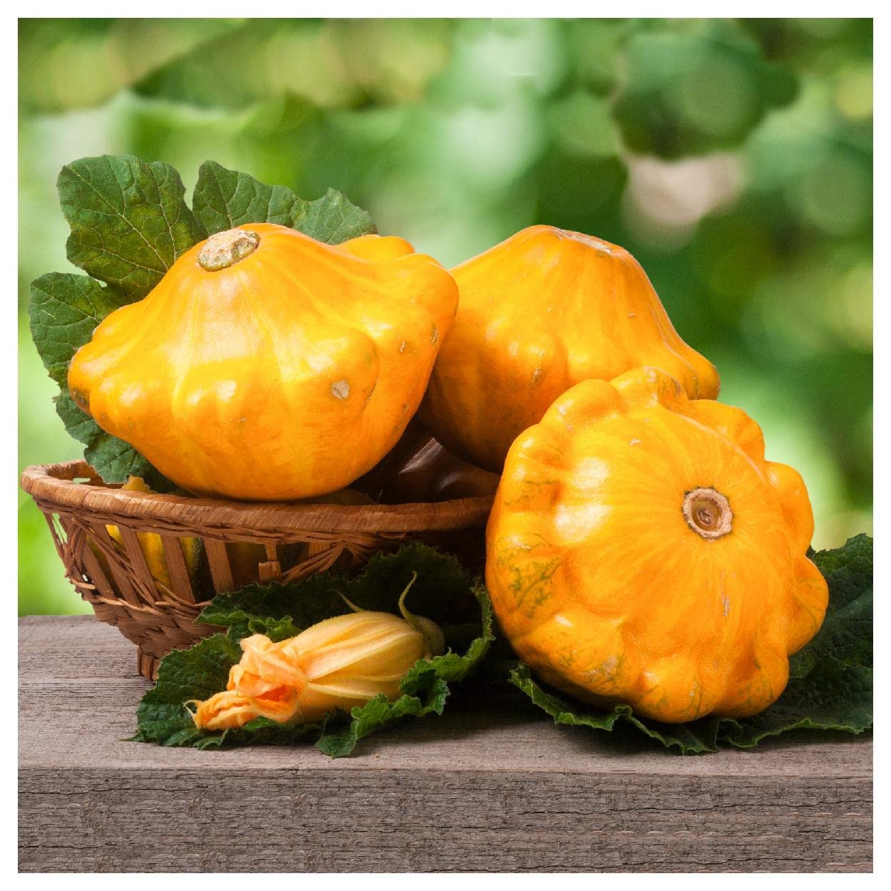 Organic Scallop Yellow Bush Summer Squash Seeds - 1 Oz Non-GMO Heirloom Seeds for Home Garden - Perfect for Salads, Grilling & Healthy Recipes