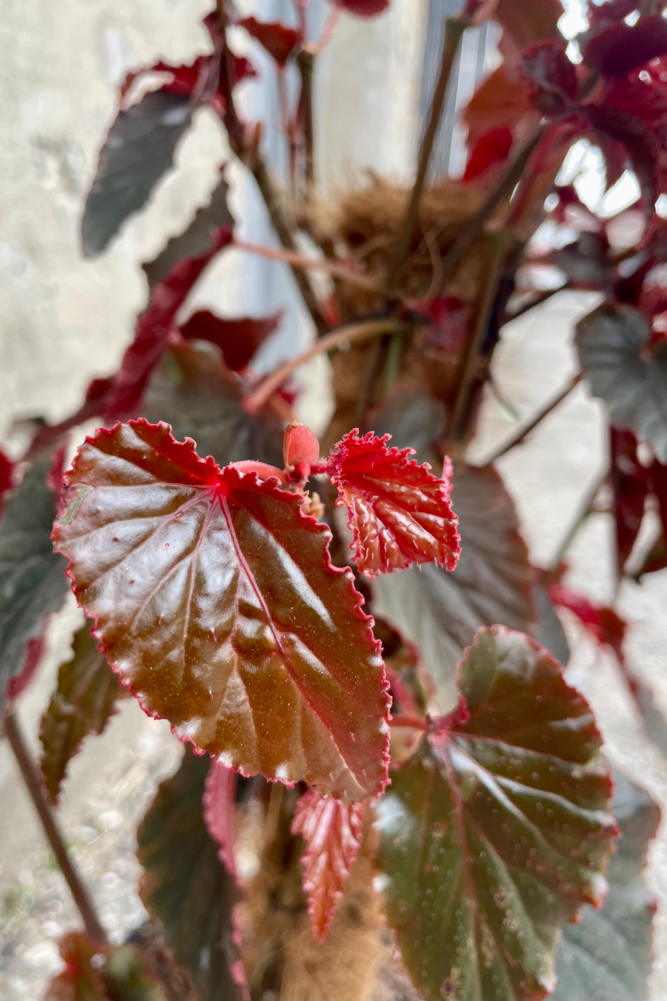 Black Magic Begonia Rex Cultorum - 10 Pack | Stunning Dark Foliage Houseplant for Home & Office Decor