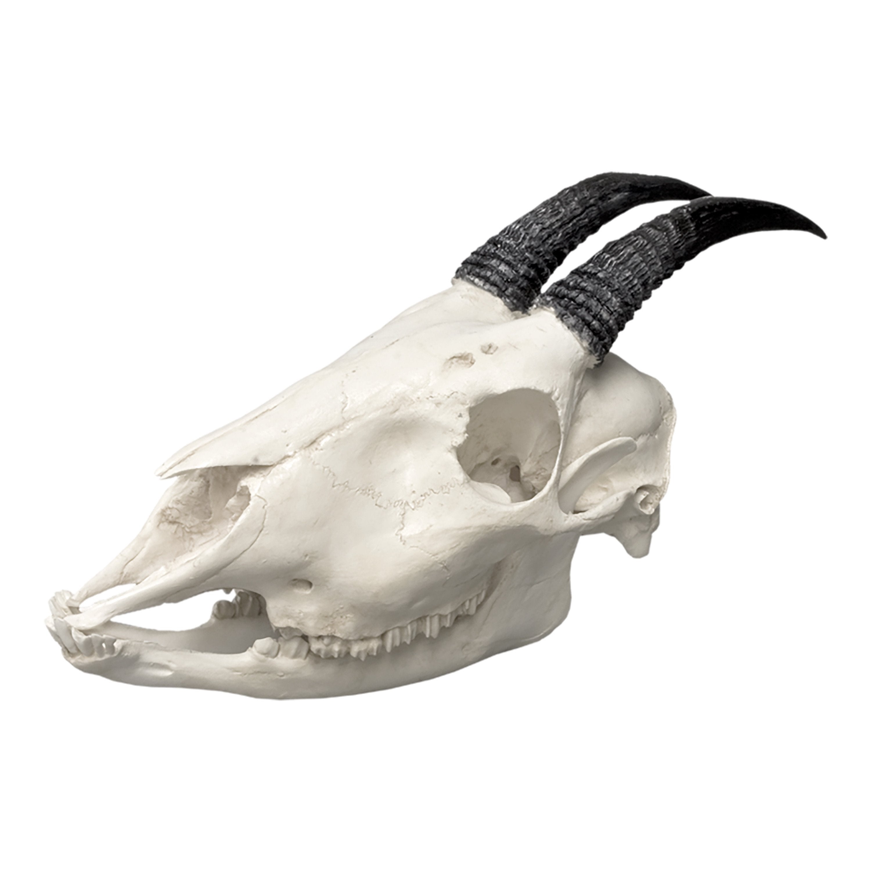 Authentic Asian Serow Skull Replica - High-Quality Taxidermy Decor for Home, Office & Hunting Lodge Display