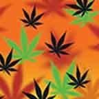 Marijuana Yellow