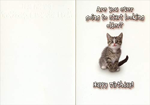 Funny Humorous Cat Birthday Card - Gray Kitten with Raised Paw Design - Perfect for Cat Lovers & Birthday Gifts | Great for Parties, Greetings & Special Occasions