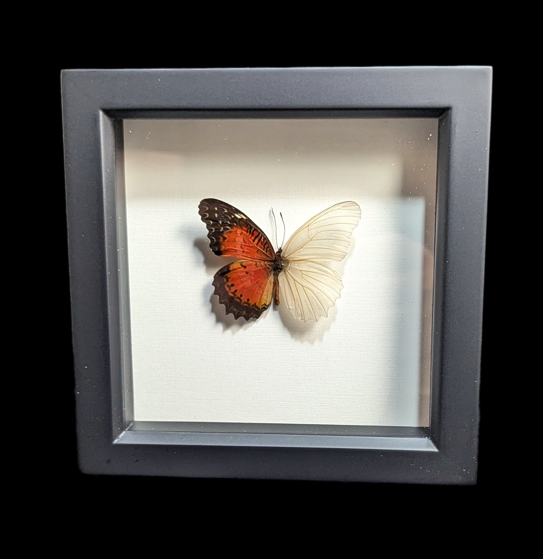 Leopard Lacewing Butterfly Skeleton Specimen - Real Insect Display for Science Education & Home Decor | Perfect for Biology Classrooms, Nature Collections, and Gothic Decor