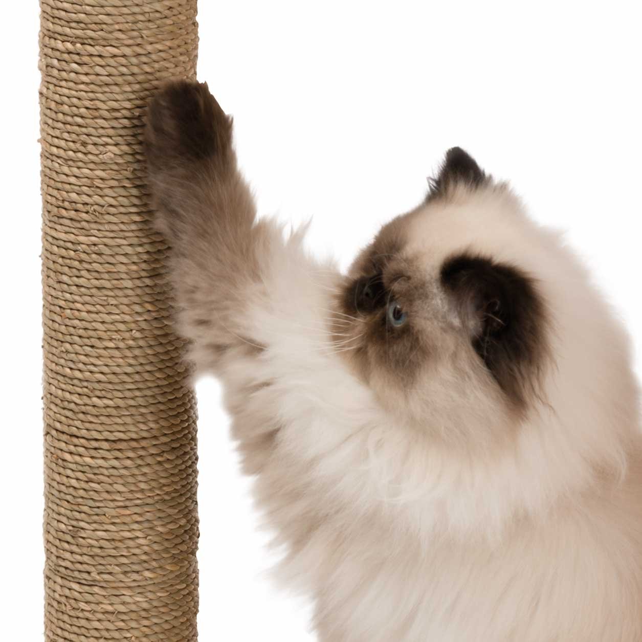 Premium Walnut Vesper Cat Tree & Scratching Post with Cozy Cat Box - Perfect for Small Spaces, Indoor Cat Play & Relaxation