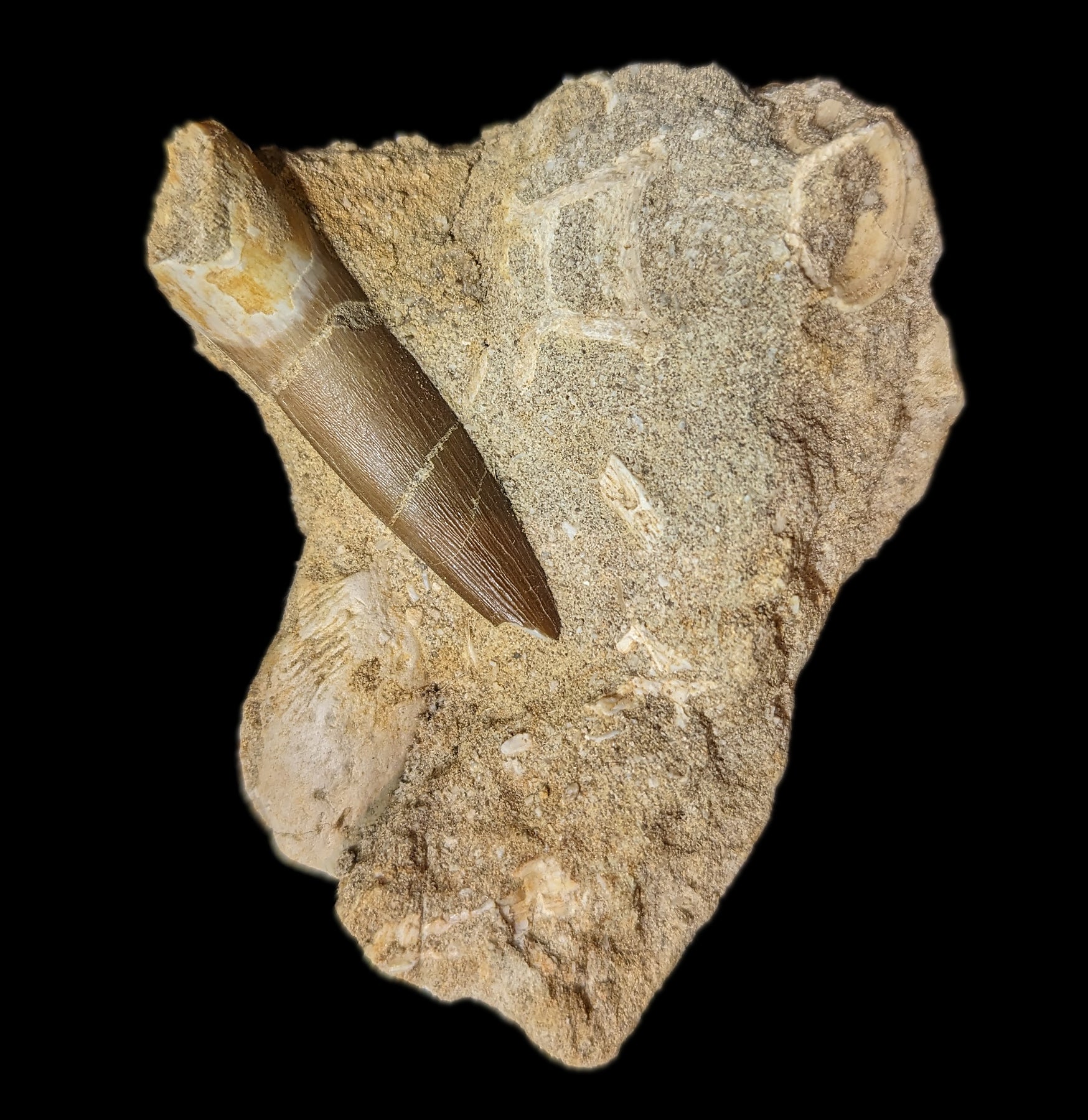 Authentic Elasmosaurus Dinosaur Tooth Fossil in Natural Matrix - Perfect for Paleontology Collectors & Dinosaur Enthusiasts - Great for Home Display, Educational Use & Gift Giving
