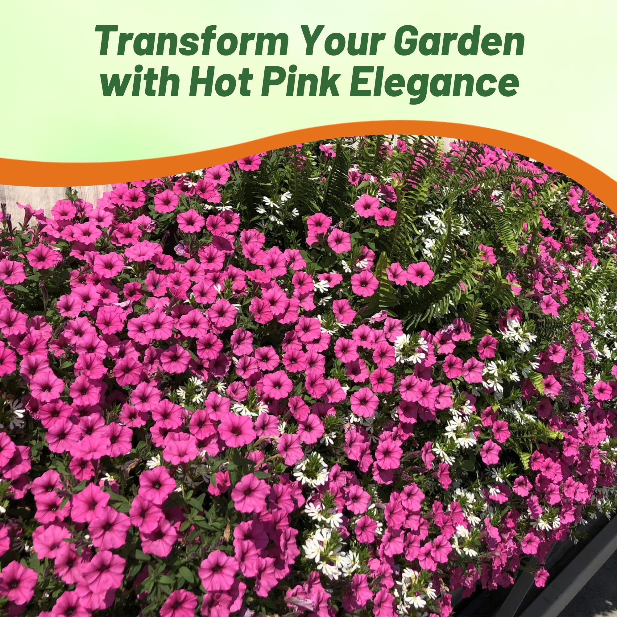 Outsidepride 30 Seeds Annual Spreading Tidal Wave Hot Pink Petunia Flower Seeds for Planting - Perfect for Garden Beds, Hanging Baskets & Container Gardening