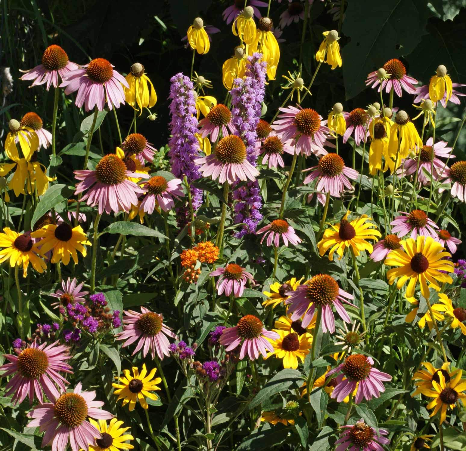 Midwest Wildflower Seed Mix - 450,000 Seeds, 1 Pound - Attracts Pollinators & Beautifies Gardens - Perfect for Meadows, Landscaping & Wildlife Habitats